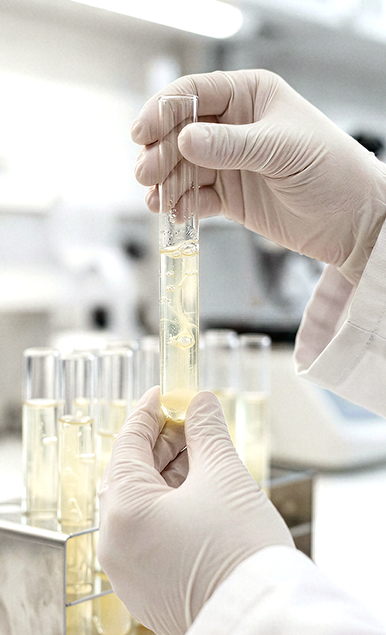 Digestibilidade e segurança